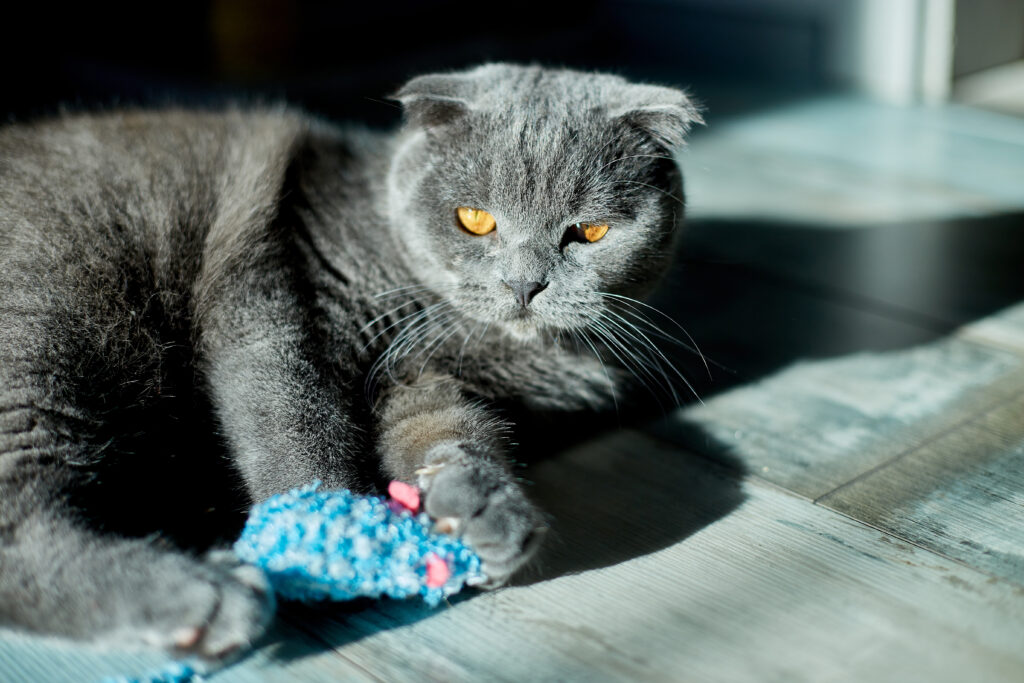 A gray cat plays with a toy while lying on a gray wood floor.
