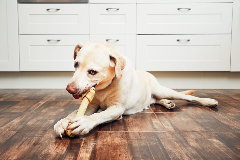 A dog chews a bone while lounging on a wood floor.